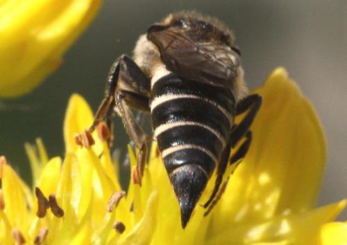 Réf. 233 495 : Coelioxys elongata